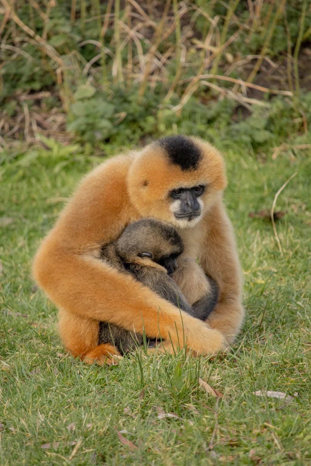 Gibbon Amazing Facts