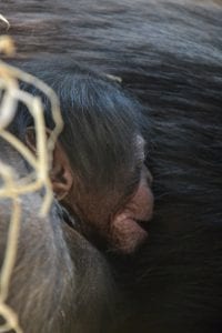 chimpansee-geboren