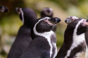 Dierenrijk - Humboldt pinguïn
